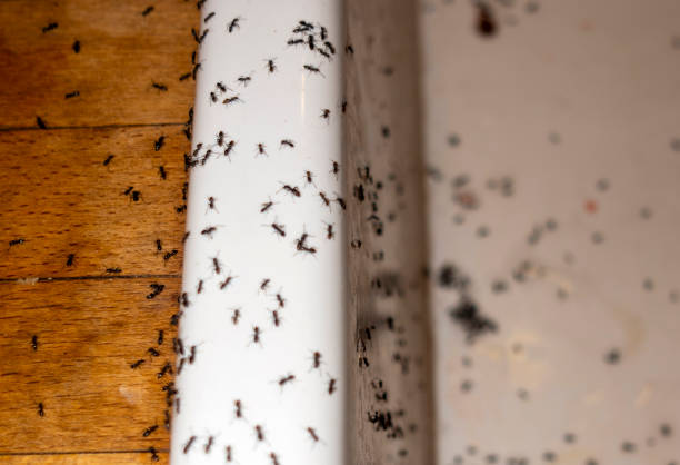 Best Pest Control for Businesses  in Riverton, NJ