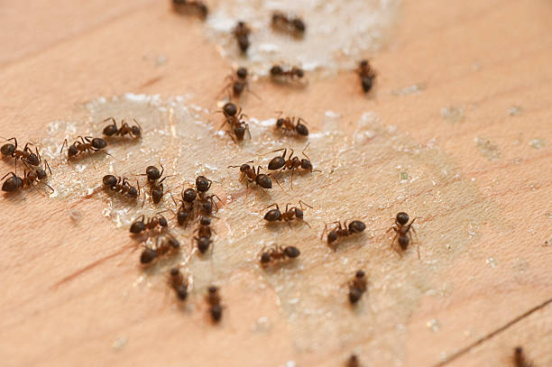 Best Bed Bug Extermination  in Riverton, NJ